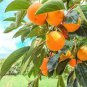 Asian Persimmon 100 PCS Seeds