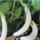 Asian White Eggplant 100 PCS Seeds Asian White Eggplant 100 PCS Seeds