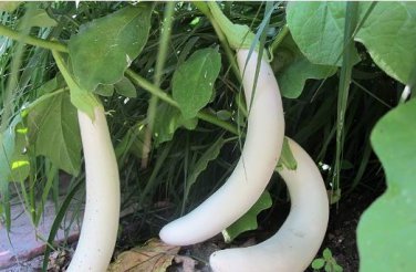 Asian White Eggplant 100 PCS Seeds