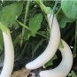 Asian White Eggplant 100 PCS Seeds