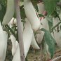 Asian White Eggplant 100 PCS Seeds