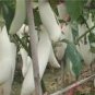 Asian White Eggplant 100 PCS Seeds