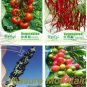 Asparagus Fern GOLDEN STRING PUMPKIN Long White Eggplants Tomato 12 pcs Seeds