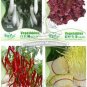 Asparagus Fern GOLDEN STRING PUMPKIN Long White Eggplants Tomato 12 pcs Seeds
