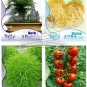Asparagus Fern GOLDEN STRING PUMPKIN Long White Eggplants Tomato 12 pcs Seeds