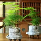 Asparagus setaceus Perennial 20 PCS Seeds