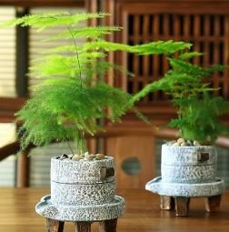 Asparagus setaceus Perennial 20 PCS Seeds