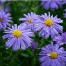 Aster Novi-belgii Flower Home Garden 100 PCS Seeds