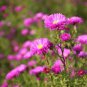 Aster Novi-belgii Flower Home Garden 100 PCS Seeds