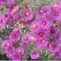 Aster Novi-belgii Flower Home Garden 100 PCS Seeds