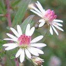 Asteraceae Small Shrub Leprechaun Flower Argyropsis 5 PCS Seeds