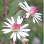 Asteraceae Small Shrub Leprechaun Flower Argyropsis 5 PCS Seeds