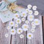 Asteraceae Small Shrub Leprechaun Flower Argyropsis 5 PCS Seeds