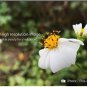 Asteraceae Small Shrub Leprechaun Flower Argyropsis 5 PCS Seeds