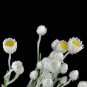Asteraceae Small Shrub Leprechaun Flower Argyropsis 5 PCS Seeds