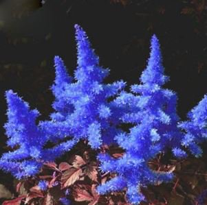 Astilbe Chinensis Seeds Apple Blue Color 100 PCS Seeds