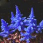 Astilbe Chinensis Seeds Apple Blue Color 100 PCS Seeds
