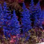 Astilbe Chinensis Seeds Apple Blue Color 100 PCS Seeds