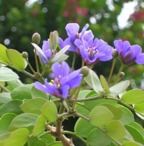 Asteraceae Small Shrub Leprechaun Flower Canescens 5 PCS Seeds