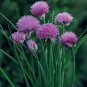 Asteraceae Small Shrub Leprechaun Flower Canescens 5 PCS Seeds