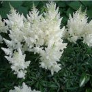 Astilbe Chinensis Seeds Light Yellow Color 100 PCS Seeds