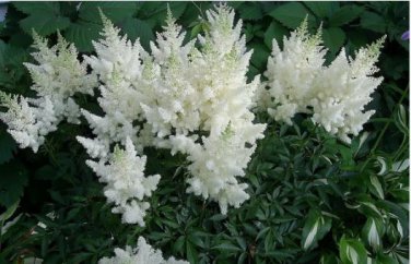 Astilbe Chinensis Seeds Light Yellow Color 100 PCS Seeds