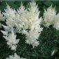 Astilbe Chinensis Seeds Light Yellow Color 100 PCS Seeds