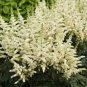 Astilbe Chinensis Seeds Light Yellow Color 100 PCS Seeds