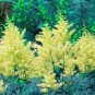 Astilbe Chinensis Seeds Light Yellow Color 100 PCS Seeds