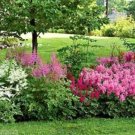 Astilbe Seeds Mixed Red Blue White Pink Colors 100 PCS Seeds