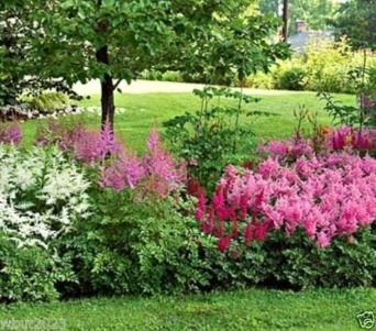 Astilbe Seeds Mixed Red Blue White Pink Colors 100 PCS Seeds