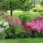 Astilbe Seeds Mixed Red Blue White Pink Colors 100 PCS Seeds
