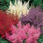 Astilbe Seeds Mixed Red Blue White Pink Colors 100 PCS Seeds