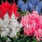 Astilbe Seeds Mixed Red Blue White Pink Colors 100 PCS Seeds