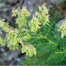 Astragalus Herb Plant 20 PCS Seeds