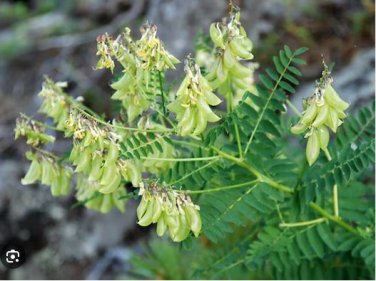 Astragalus Herb Plant 20 PCS Seeds