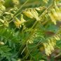 Astragalus Herb Plant 20 PCS Seeds
