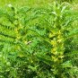 Astragalus Herb Plant 20 PCS Seeds