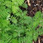 Astragalus Herb Plant 20 PCS Seeds