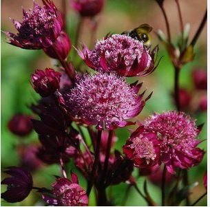 Astrantia Major-hybrida 'Ruby Cloud' Hattie's Pincushion Flower 20 PCS Seeds