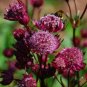 Astrantia Major-hybrida 'Ruby Cloud' Hattie's Pincushion Flower 20 PCS Seeds