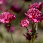 Astrantia Major-hybrida 'Ruby Cloud' Hattie's Pincushion Flower 20 PCS Seeds