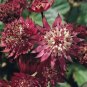 Astrantia Major-hybrida 'Ruby Cloud' Hattie's Pincushion Flower 20 PCS Seeds