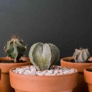 Astrophytum ornatum Rare Succulent 10 PCS Seeds