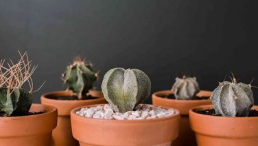 Astrophytum ornatum Rare Succulent 10 PCS Seeds