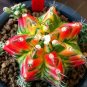 Astrophytum ornatum Rare Succulent 10 PCS Seeds