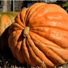 Atlantic Giant Pumpkin 6 PCS Seeds