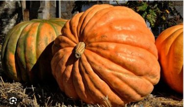 Atlantic Giant Pumpkin 6 PCS Seeds