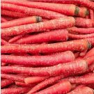 Atomic Carrot 100 PCS Seeds