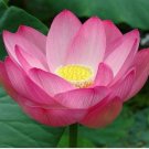 Attractting Bee Pink Huge Nelumbo Nucifera Lotus Flower Pond Plant 1 PCS Seeds